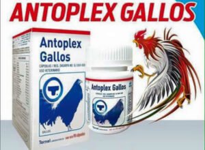 Trusted Antoplex Gallos for Immunity & Performance