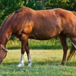 Pain Supplements for Horses & Livestock | Horse Vet Meds